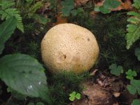 Dickschaliger Kartoffelbovist
